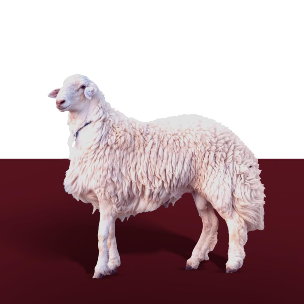 ذبايح حري بالرياض