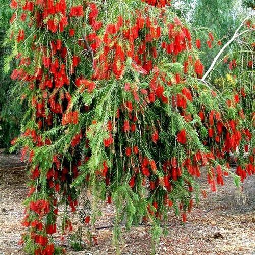 فرشاة الزجاج 1م