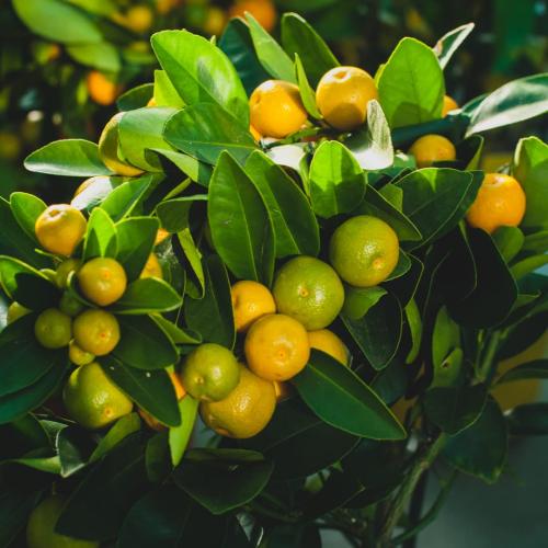 شتلة ليمون فلبيني كلمنسي مطعم عمر 6 سنوات
