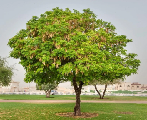 لبخ 1.5م