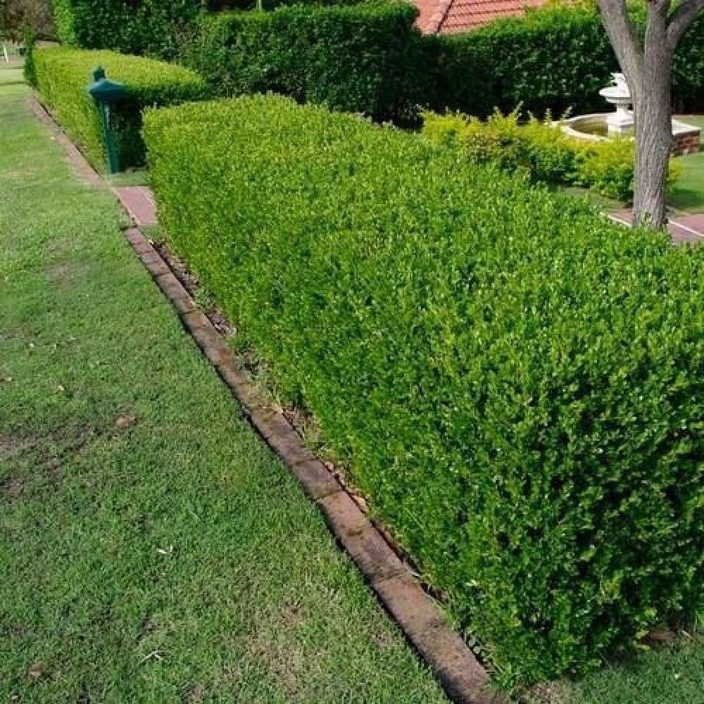 ادودونيا مركن 1م