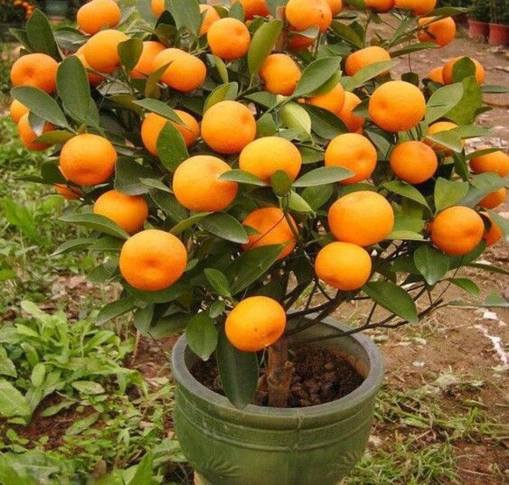 شتلة يوسفي افندي مطعم  عمر سنتين