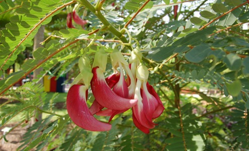 سيسبان احمر 170سم