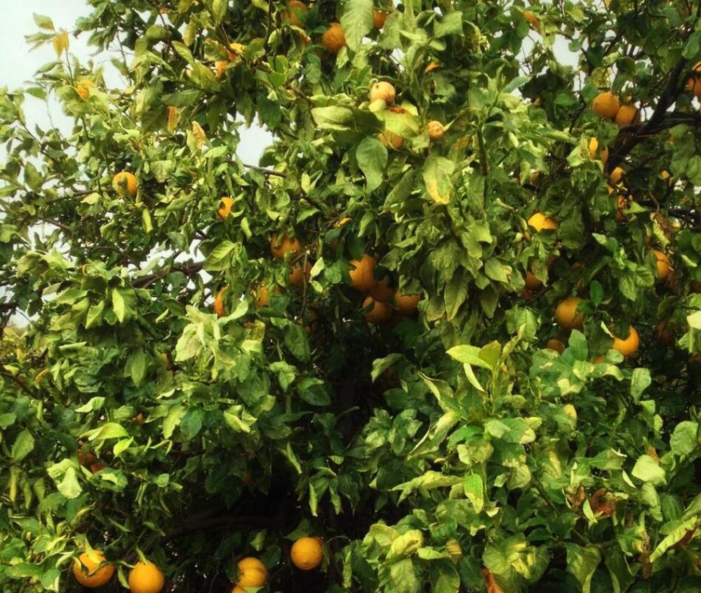شتله ترنج مطعم عمر سنتين 60 سم