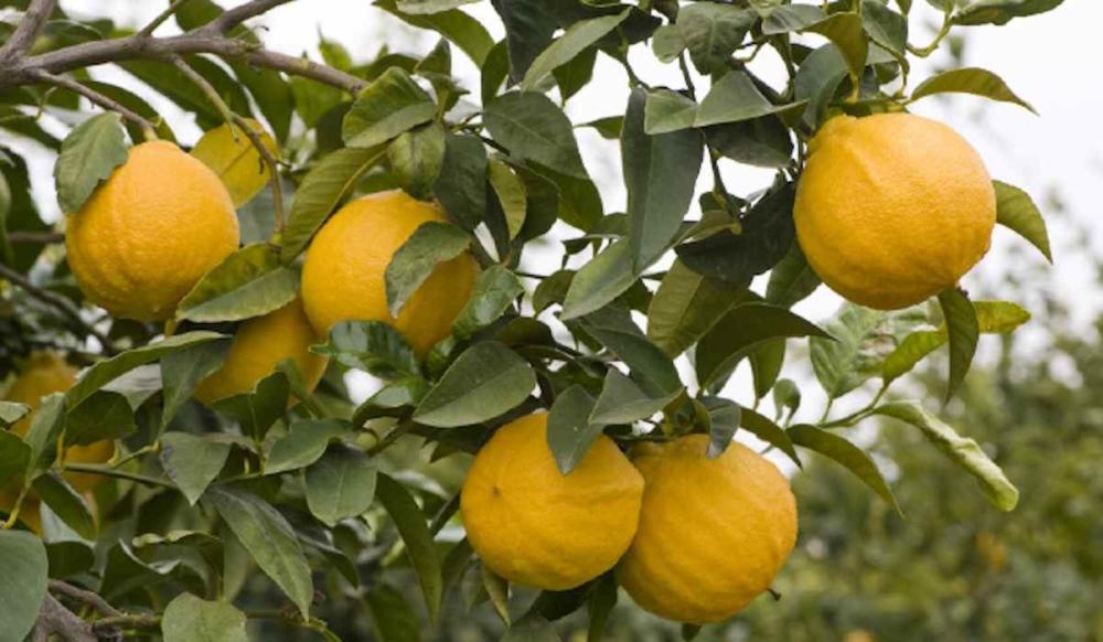 شتله ترنج مطعم عمر سنتين 60 سم