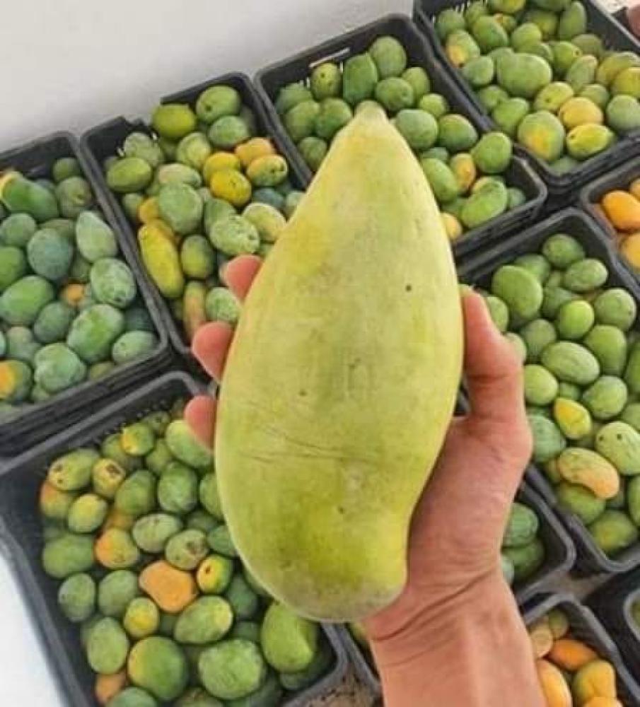 سعر مانجو لانجرا في السوق السعودي