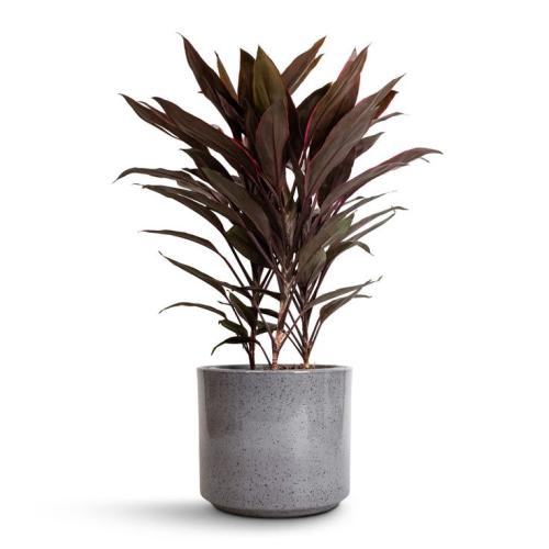 نبتة كوردي لاين (Cordyline)