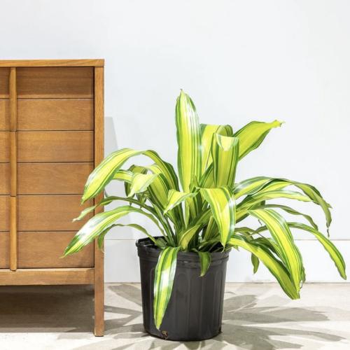 نبات دراسينا (Dracaena)