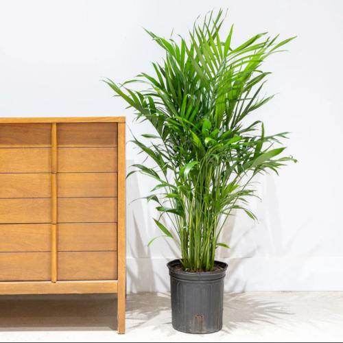 نبتة نخيل القطة “Cat Palm“