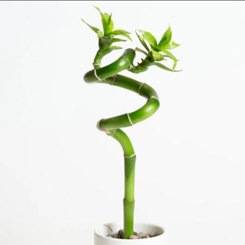 ساق البامبو (Lucky Bamboo)