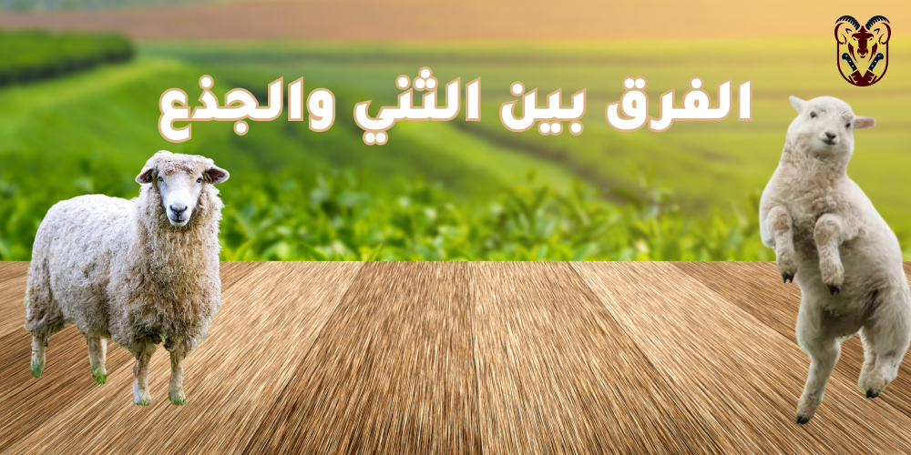 الفرق بين الثني والجذع