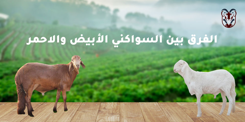 الفرق بين السواكني الأبيض والاحمر