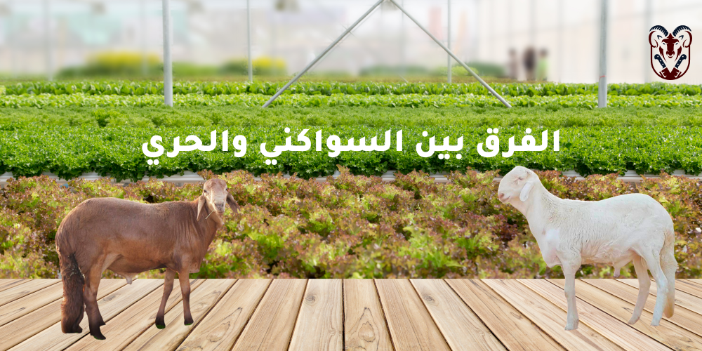الفرق بين السواكني والحري