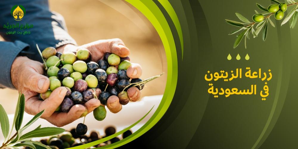 زراعة الزيتون في السعودية كيف أصبحت السعودية من أكبر منتجي الزيتون؟