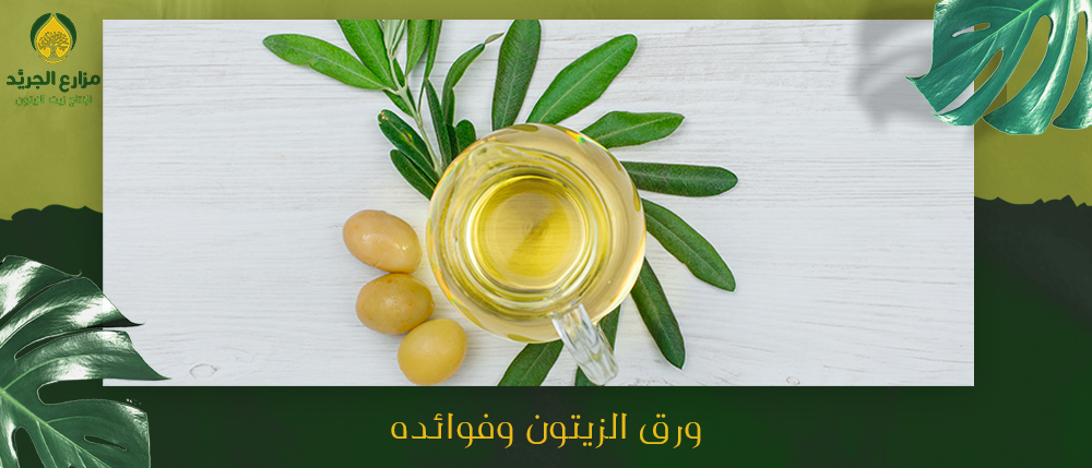 ماهو ورق الزيتون وفوائده الصحية | مزارع الجريد