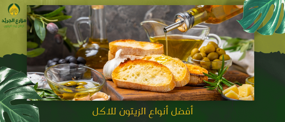 أفضل أنواع الزيتون للاكل وإنتاجه للزيت | مزارع الجريد