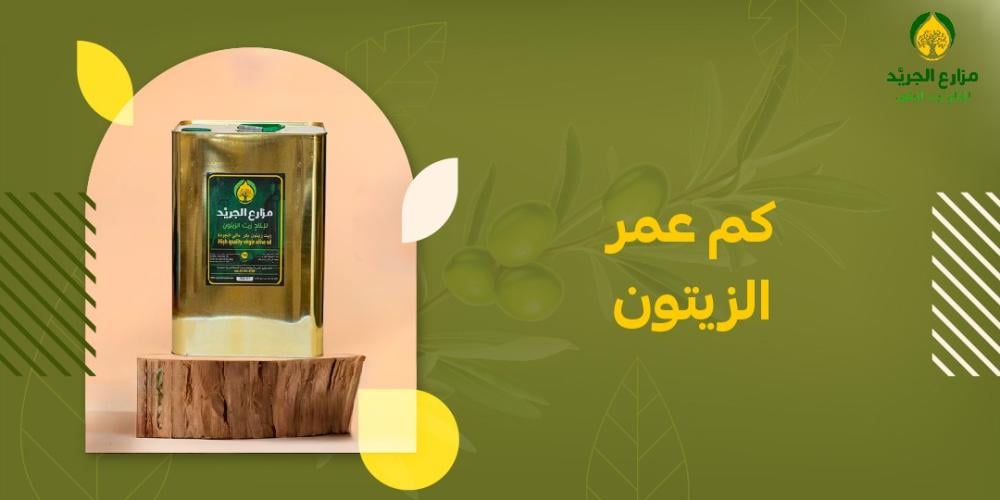 كم عمر الزيتون؟ تاريخ الزيتون
