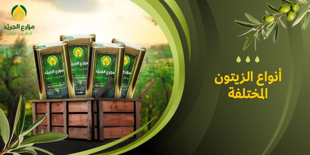 ما هي أنواع الزيتون المختلفة وأيها الأفضل؟