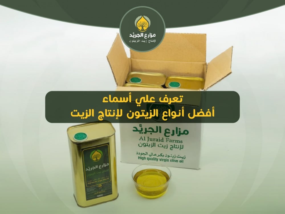 تعرف علي أسماء أفضل أنواع الزيتون لإنتاج الزيت