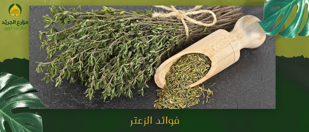 ماهي فوائد الزعتر الصحية - مزارع الجريد