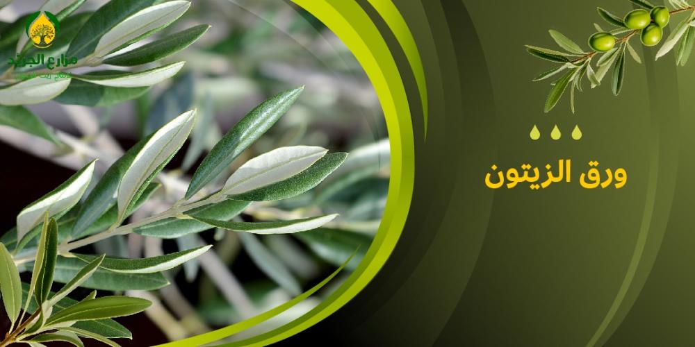 كيف يمكن لورق الزيتون أن يكون جزءاً من روتينك الصحي اليومي؟