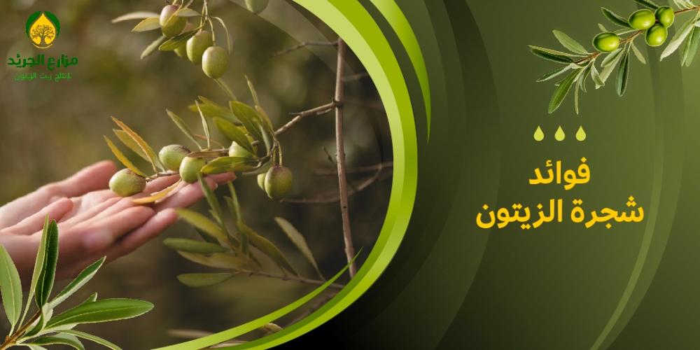 فوائد شجرة الزيتون : فوائد لا تحصي وأبرز المعلومات عنها