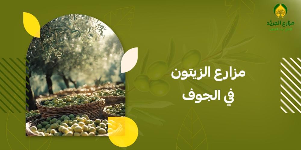 لماذا تشتهر مزارع الزيتون في الجوف؟ تعرف على أسرارها وتذوق منتجاتها الأصيلة