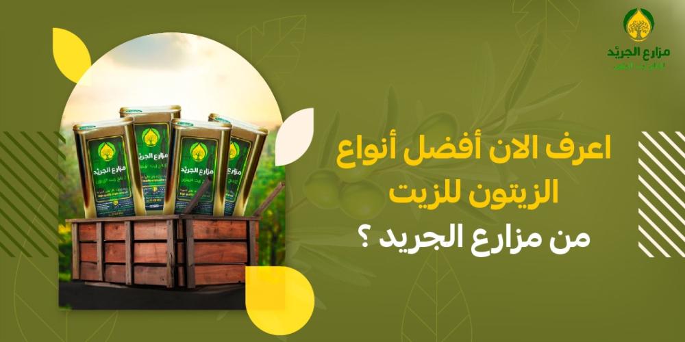اعرف الان أفضل أنواع الزيتون للزيت - من مزارع الجريد ؟