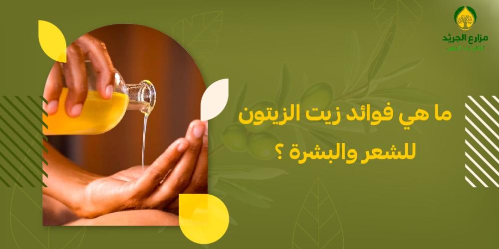 ما هي فوائد زيت الزيتون للشعر والبشرة ؟