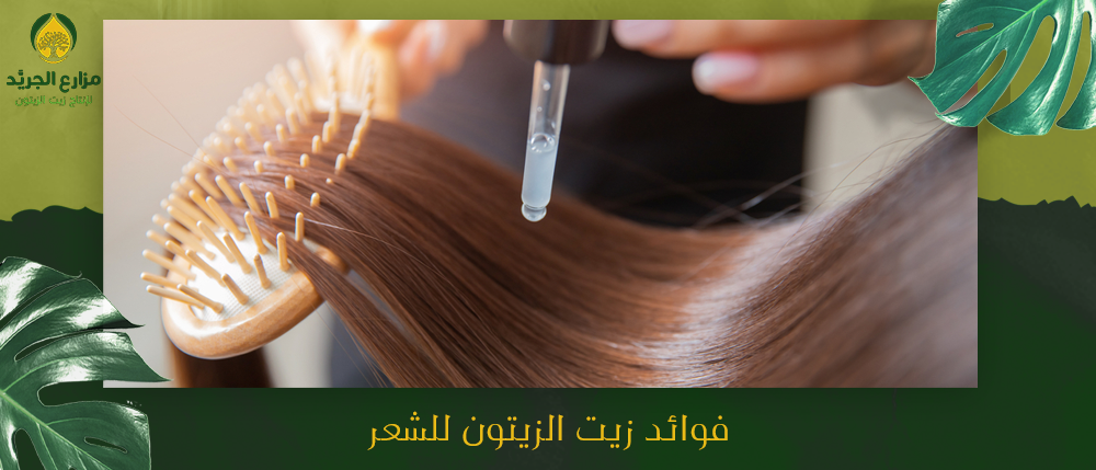 فوائد زيت الزيتون للشعر - لعلاج مشاكل الشعر | مزارع الجريد