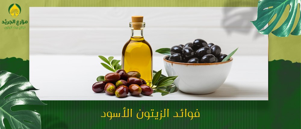 فوائد الزيتون الأسود | 5 فوائد للزيتون الأسود الصحية
