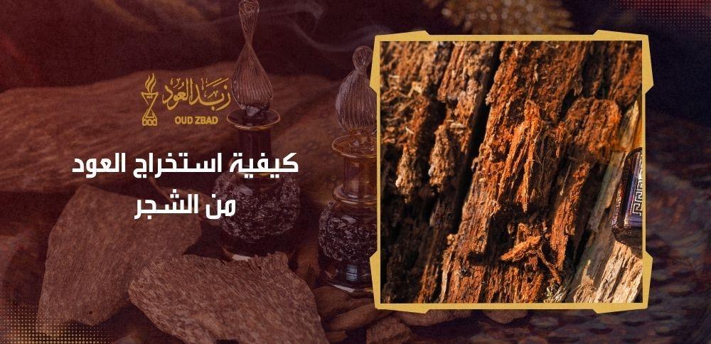 كيفية استخراج العود من الشجر