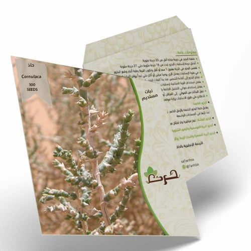 الحاذ بذور الحاذ الرعوية Cornulaca