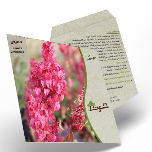 الحميض 50 بذرة من بذور شجيرة الحميض Rumex vesicari...