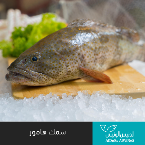 سمك الهامور الكبير