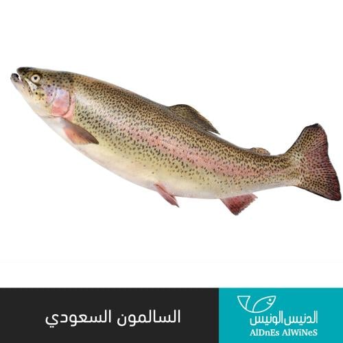 السالمون السعودي ( تراوت )