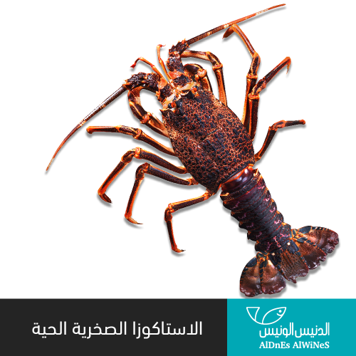 1 كيلو استاكوزا  الصخرية حية