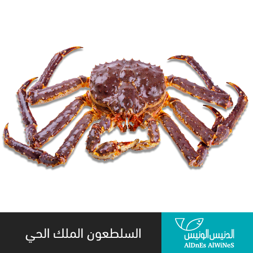2 كيلو السلطعون الملك ( كنق كراب ) حي
