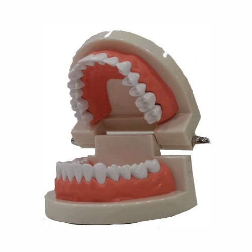 نموذج أسنان الإنسان