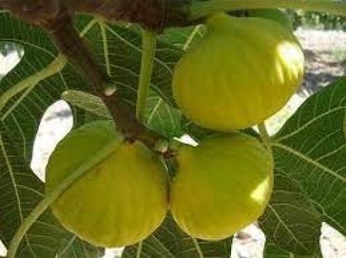 شتلات تين وايت بورصة