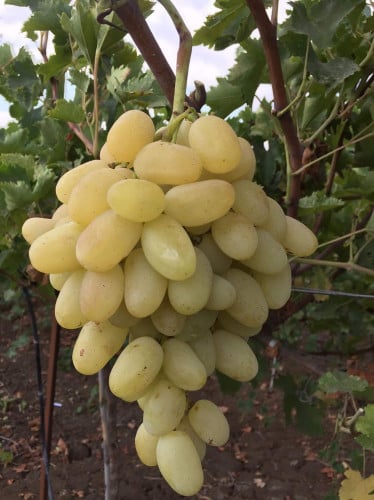 عنب بيروتي