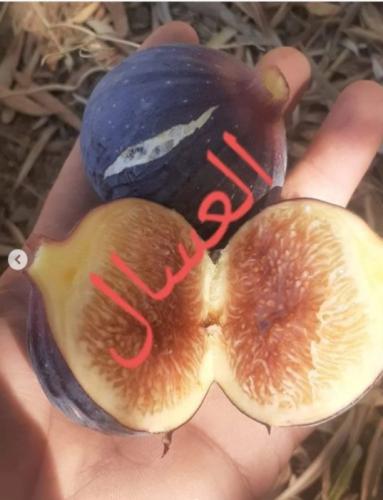 تين العسال المغربي