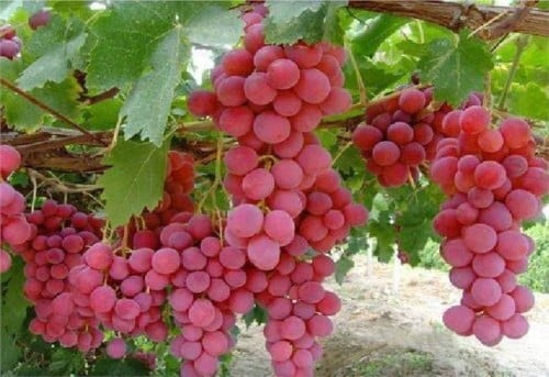 عنب كريمسون