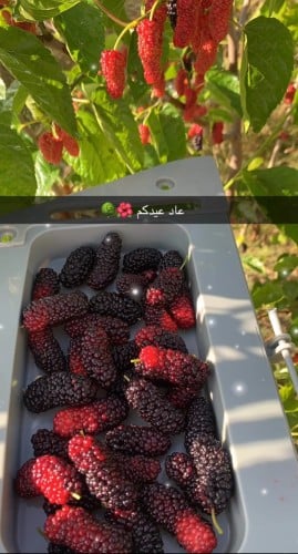 توت تايلندي حوالي 30_50سم
