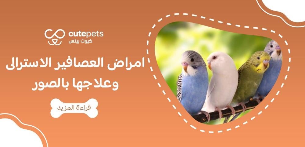 امراض العصافير الاسترالى وعلاجها بالصور