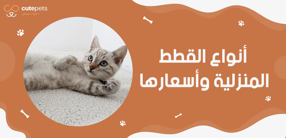 افضل انواع القطط الاليفة