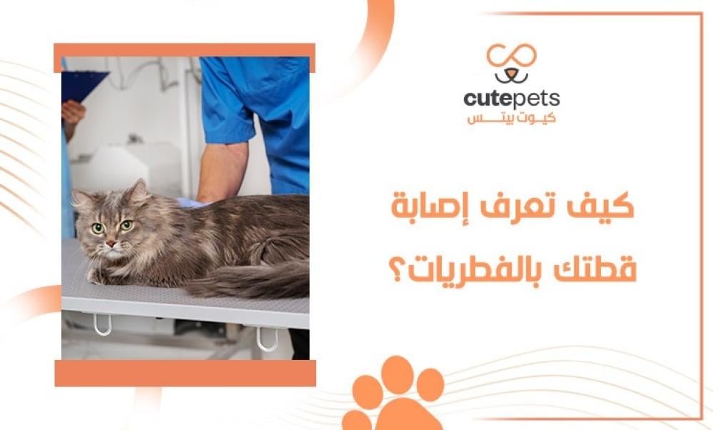 كيف تعرف إصابة قطتك بالفطريات؟