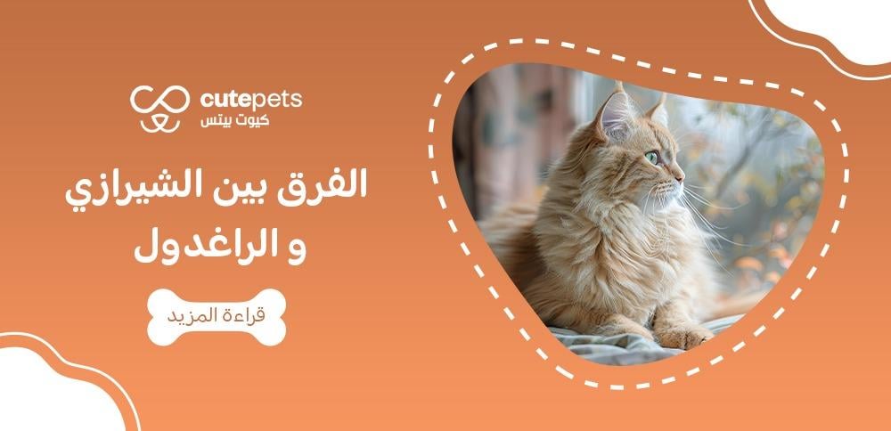 الفرق بين الشيرازي و الراغدول