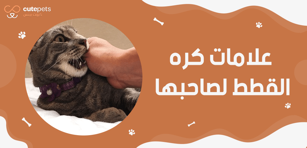 علامات كره القطط لصاحبها