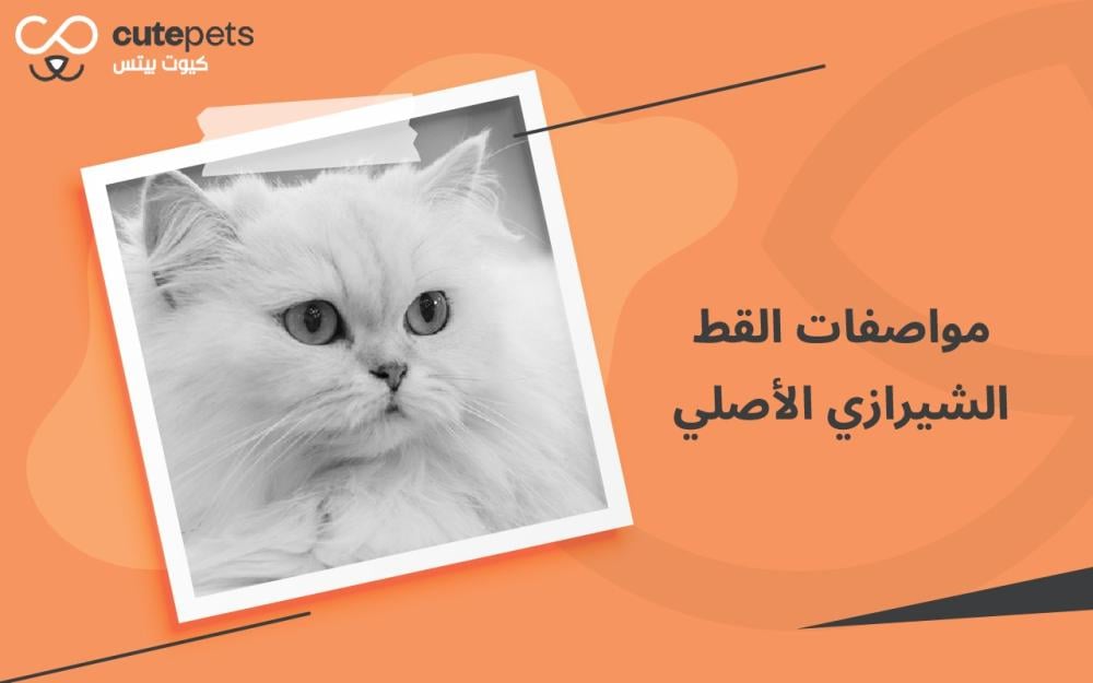 مواصفات القط الشيرازي الأصلي